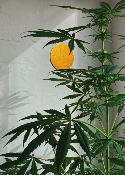 pianta-canapa-madeincanapa pianta canapa